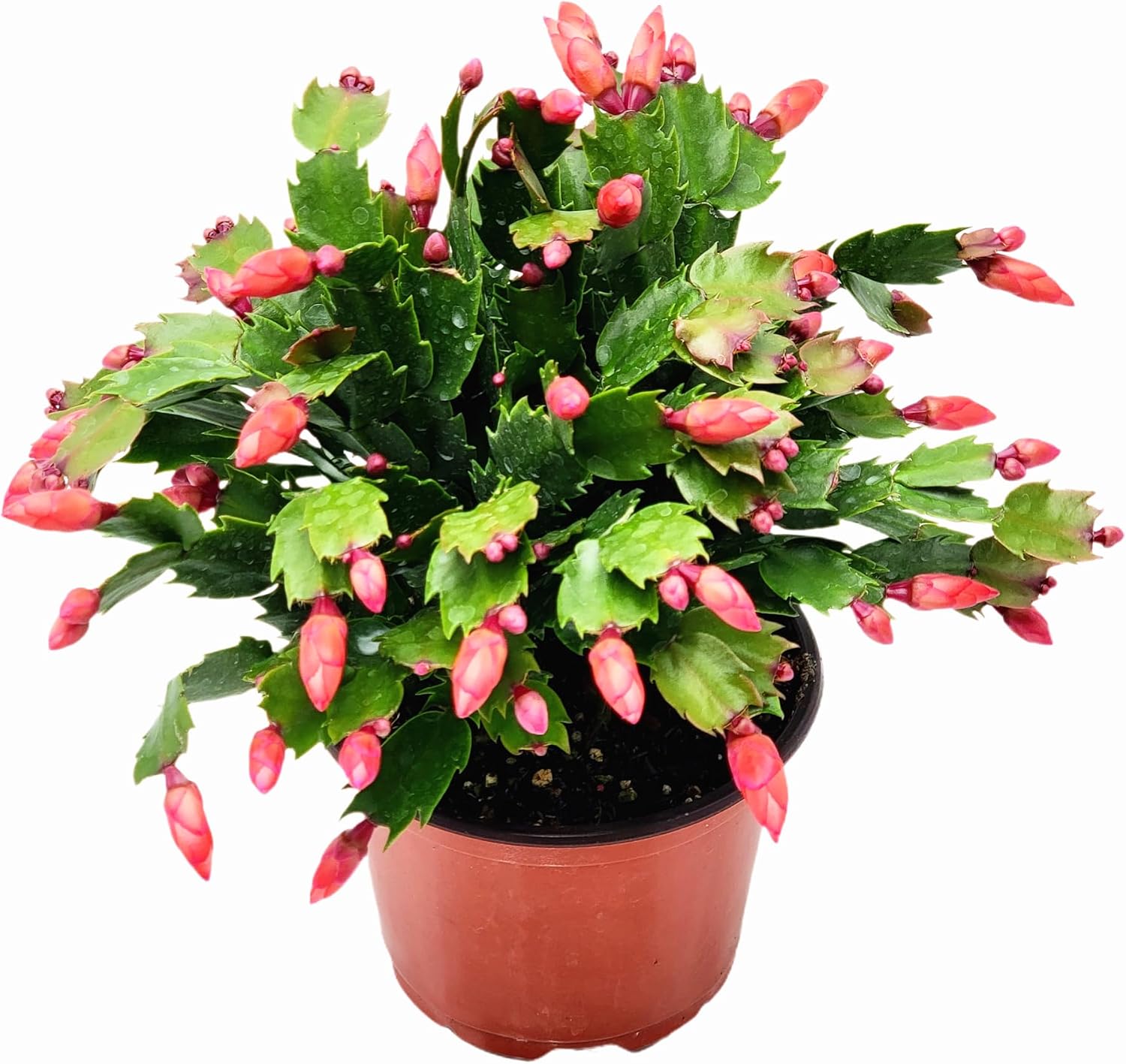 Thanksgiving Cactus, Red Seasonal Blooms, Live Indoor Plant, Flowering Houseplant, Christmas Cactus, 6-Inch Pot, Holiday Decor, Pet Safe, Free Heat Pack