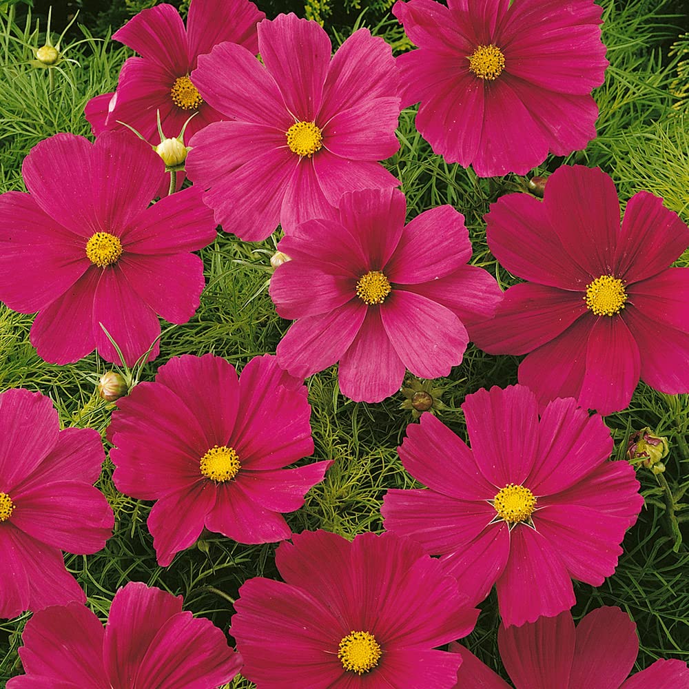 Sonata Carmine Cosmos Bipinnatus Seeds – 50 piezas anuales, fáciles de cultivar y tolerantes a la sequía, semillas de flores para plantar con flores compactas montículas, ideales para 7