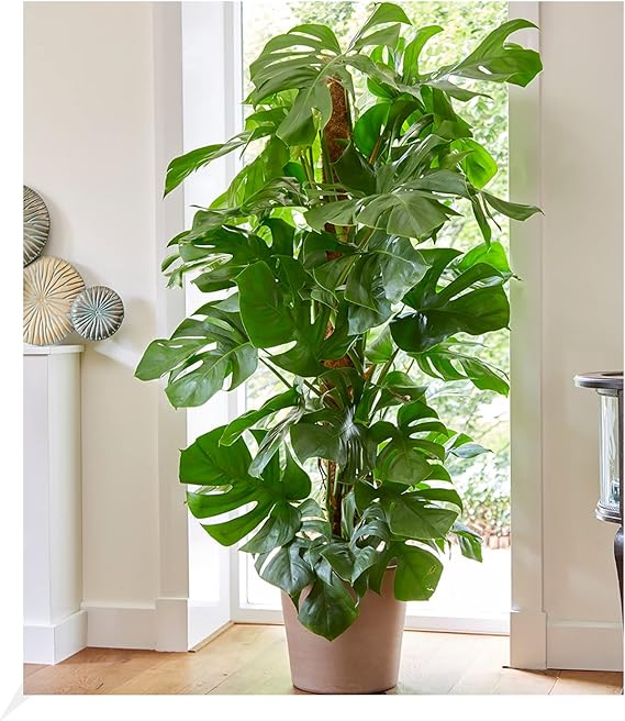 Garten Monstera - Fensterblatt ca. 60-70 cm hoch