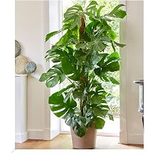 Baldur Garten Monstera Window Leaf plant approx. 50 cm high 1 plant easy-care indoor plant also for darker locations Plant in 19 cm pot tropical houseplant easy to clean even for darker locations perennial - keep frost-free