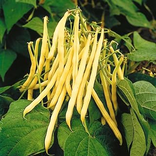 Golden Wax Bush Bean Seeds, Yellow, Heirloom Non-GMO, Stringless 4-5 Inch Pods, High Yield Compact Plants, 200 Seeds