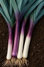 150 seeds to sow - Le Grenier d'Abondance - Winter Leek Violet de Saint Victor - Allium porrum