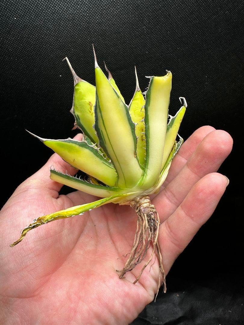 ホリダ 白中斑 極上株 多肉植物アガベ ホリダ 白中斑 極上株B7