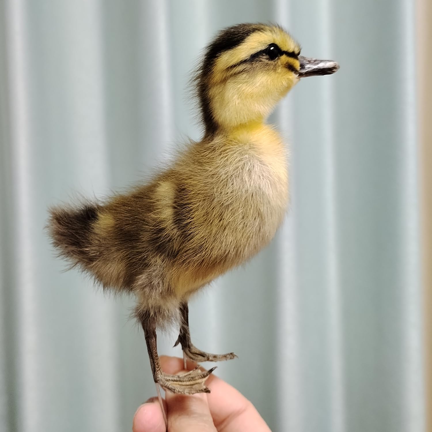 Authentic Duckling Taxidermy, Stuffed Duck Specimen, Pefect for Collection Home Decor, for Kids (Double Head)