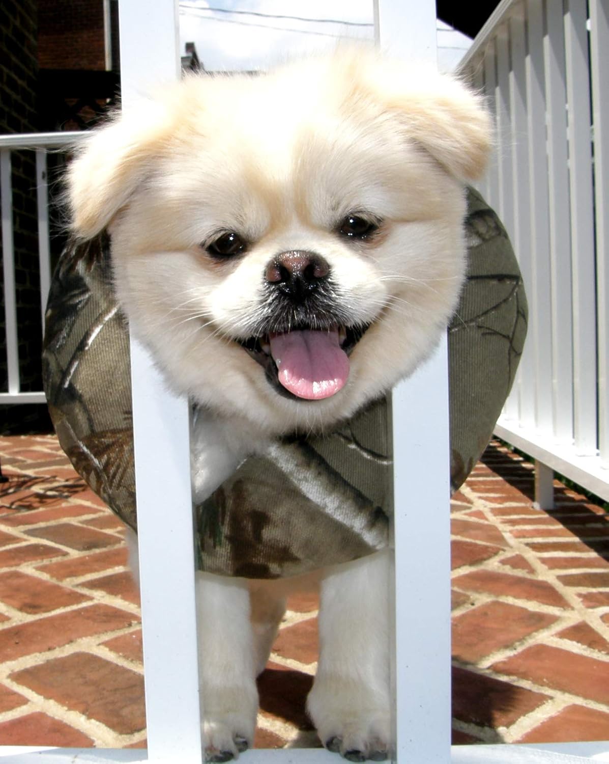 Puppy Bumper - Keep Your Determined Dog on The Safe Side of The Fence -Ultra Woodland Camo -up to 10-13" - Made in USA - Fence Collar