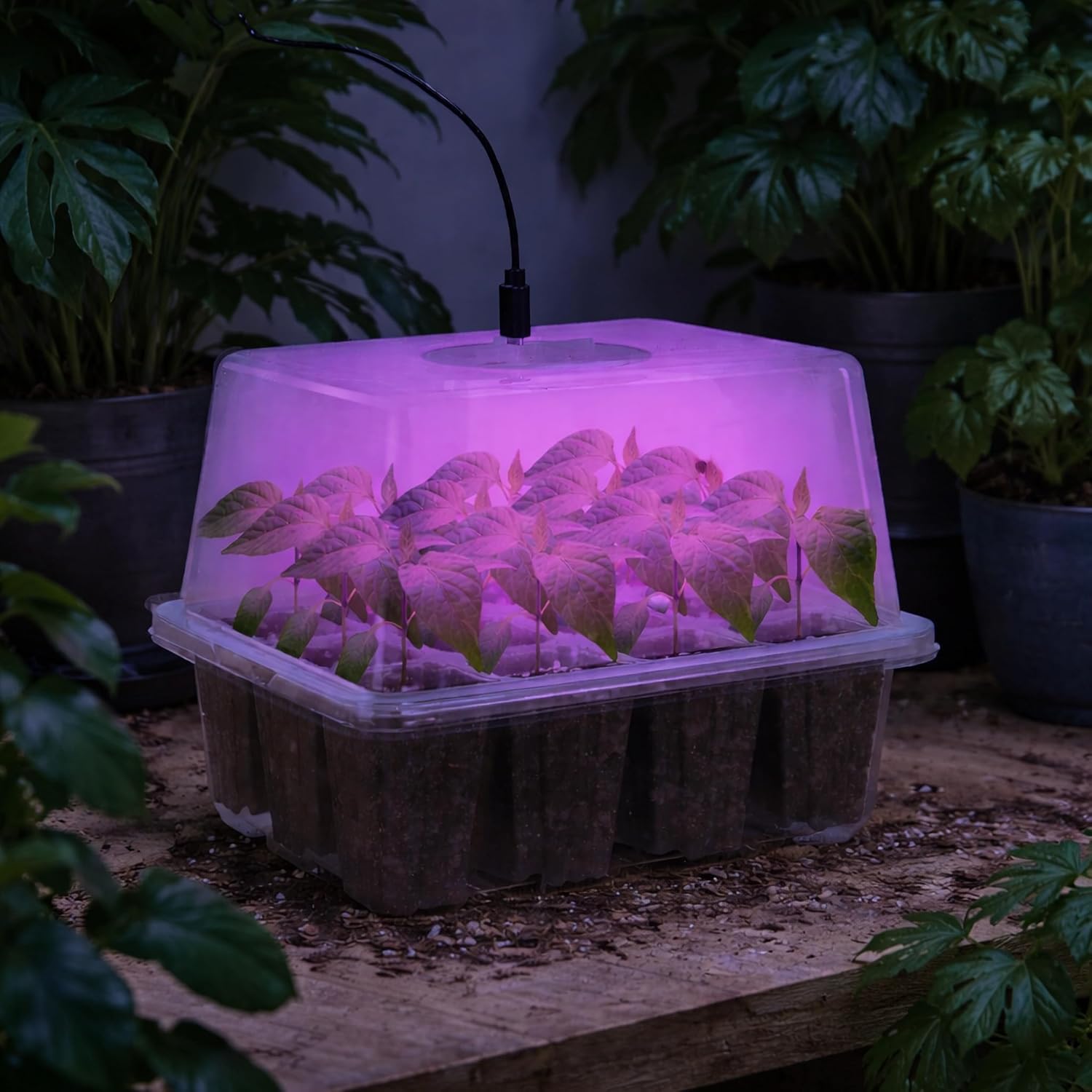 Bonviee 5 Packs Seed Starter Tray with Grow Light, Elevated Seedling Starter Trays Kits with Adjustable Humidity Domes and Clear Cell Tray, 12 Full Spectrum led lamp Beads for Plants Indoor-Clear - Image 8