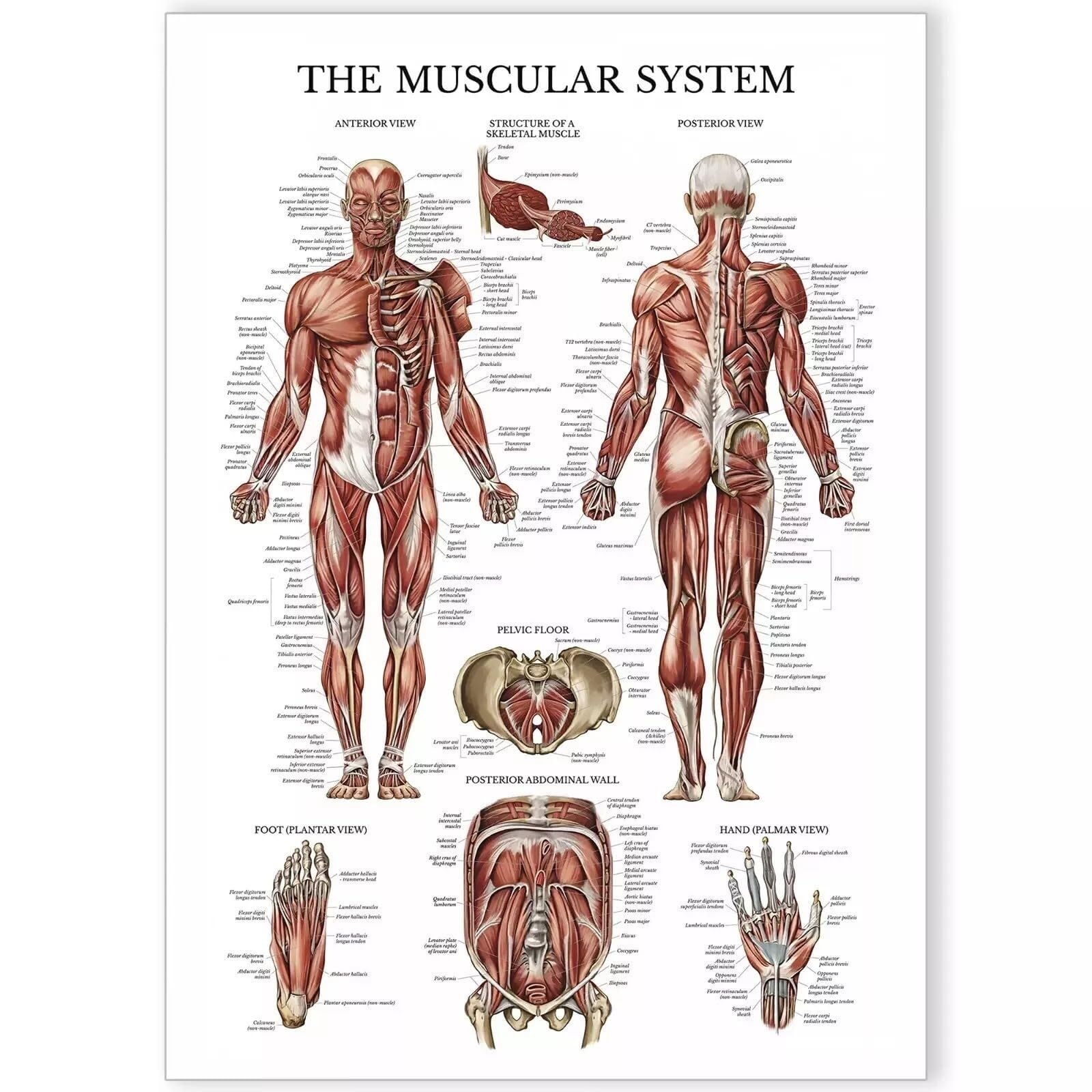JRBJWYVV Anatomy of the Muscular System - Detailed Human Muscle Chart for Classroom & Doctor Office(Framed,16x24inch(40x60cm))