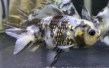 金魚　 b108d88b9f9b2f092ecc6bf649f1cb