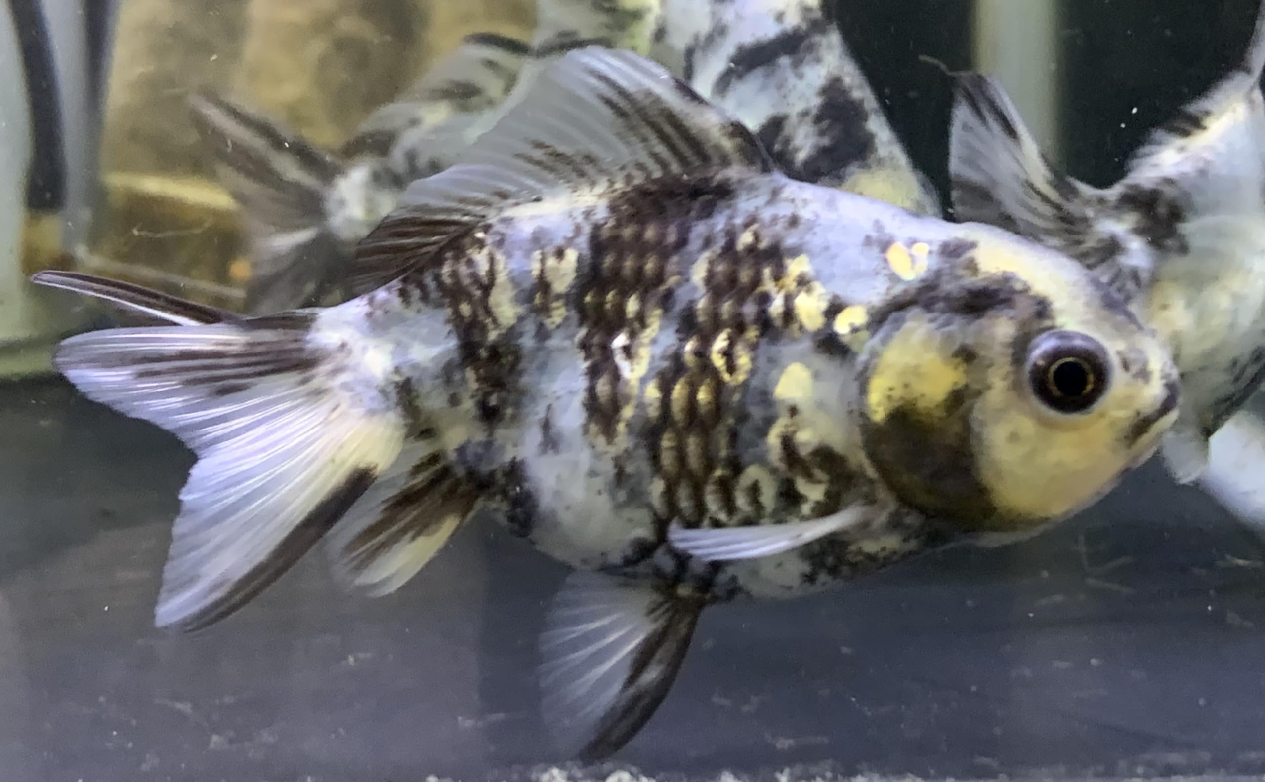 さかな！ Amazon | 【金魚】薩摩産 白黒オランダ ショートテール M 1匹