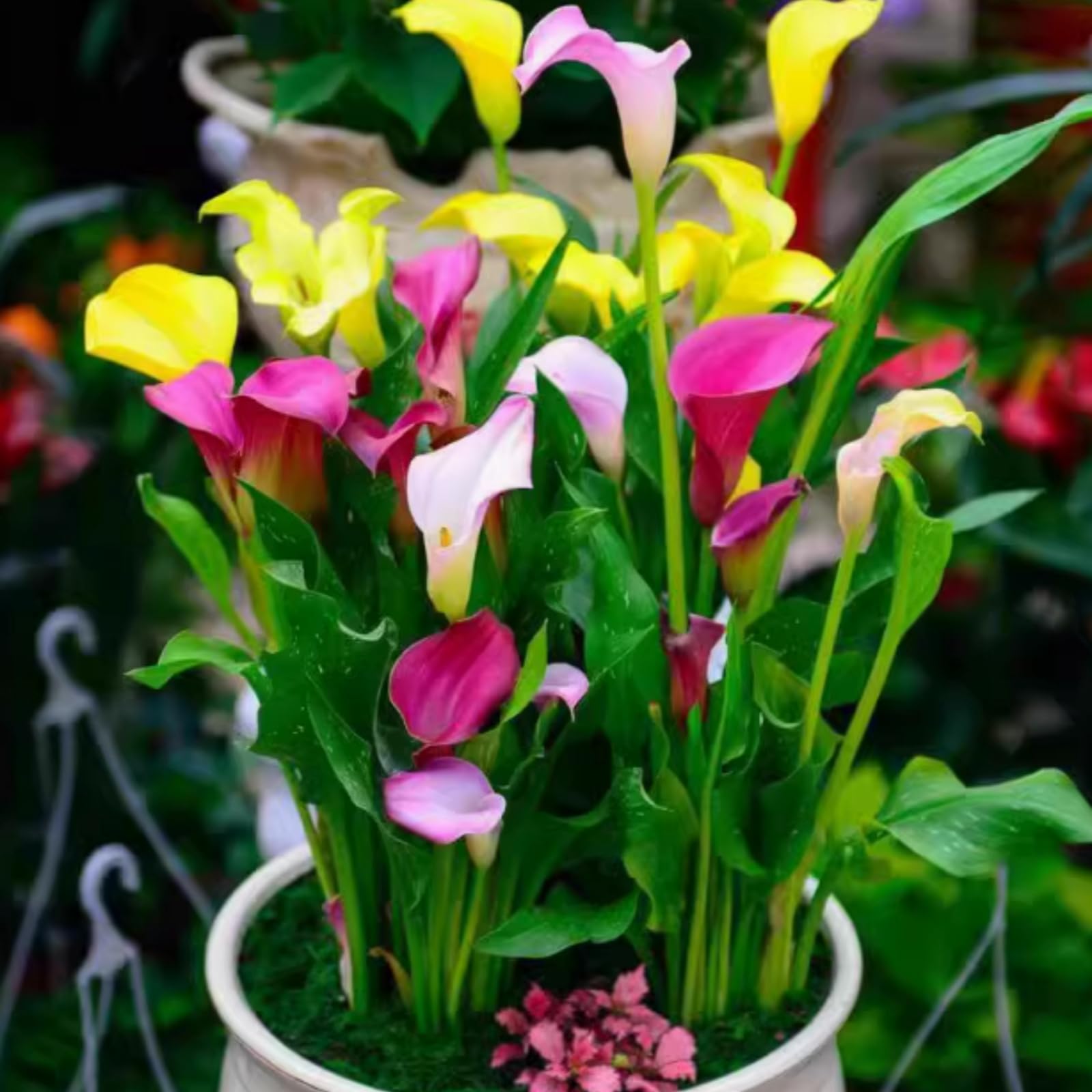 Calla Lily Bulbs - Hardy Perennial Flower Bulbs for Garden, Professional Planting with Brilliant Blooms, Easy to Grow, Outdoor Cottage Garden Displays-4 Bulbs-J