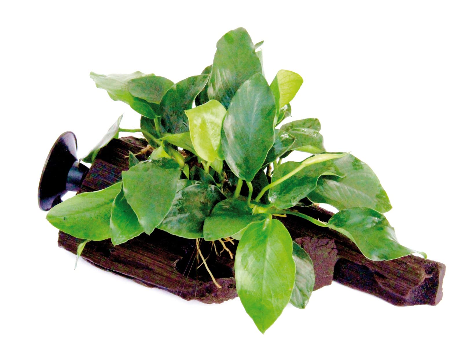 Dennerle - Anubias Nana sur racine avec ventouse