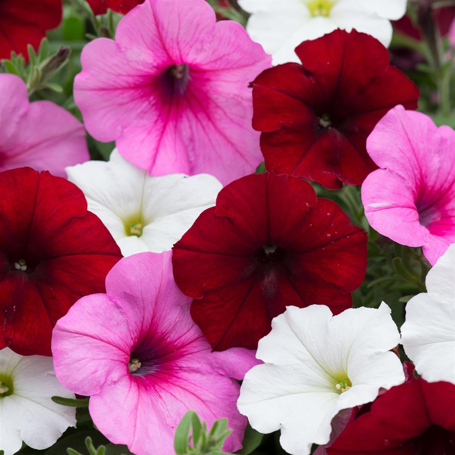 Perfect Plants - Petunia Mixed Colours Bedding Plants - 24 Pack Garden Ready Plants