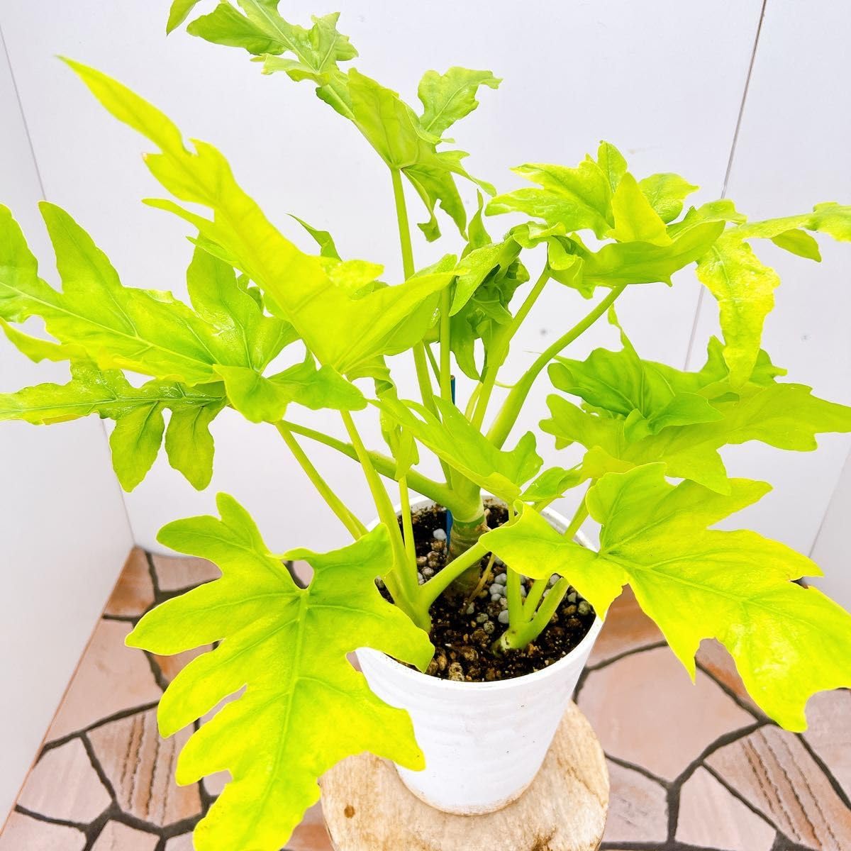 Amazon｜フィロデンドロン セローム ゴールドリーフ 31番 観葉植物