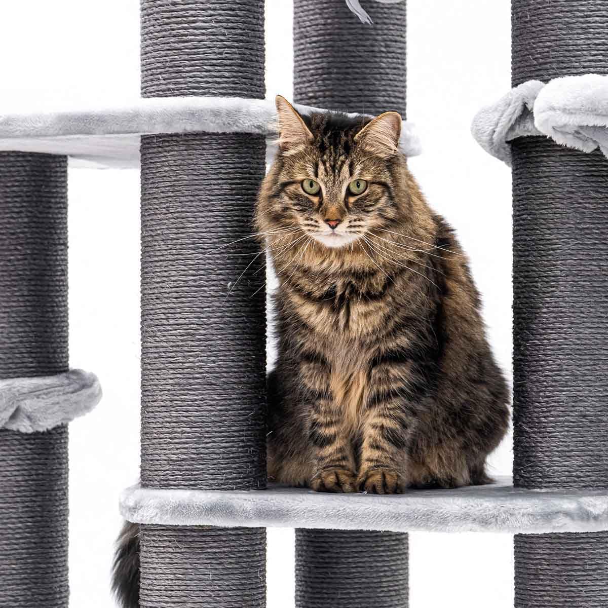 Petrebels Drapak XXL Interstate 199 cm, Maine Coon, duży drapak o grubości Ø 12 pni sizalowych, kolor szary