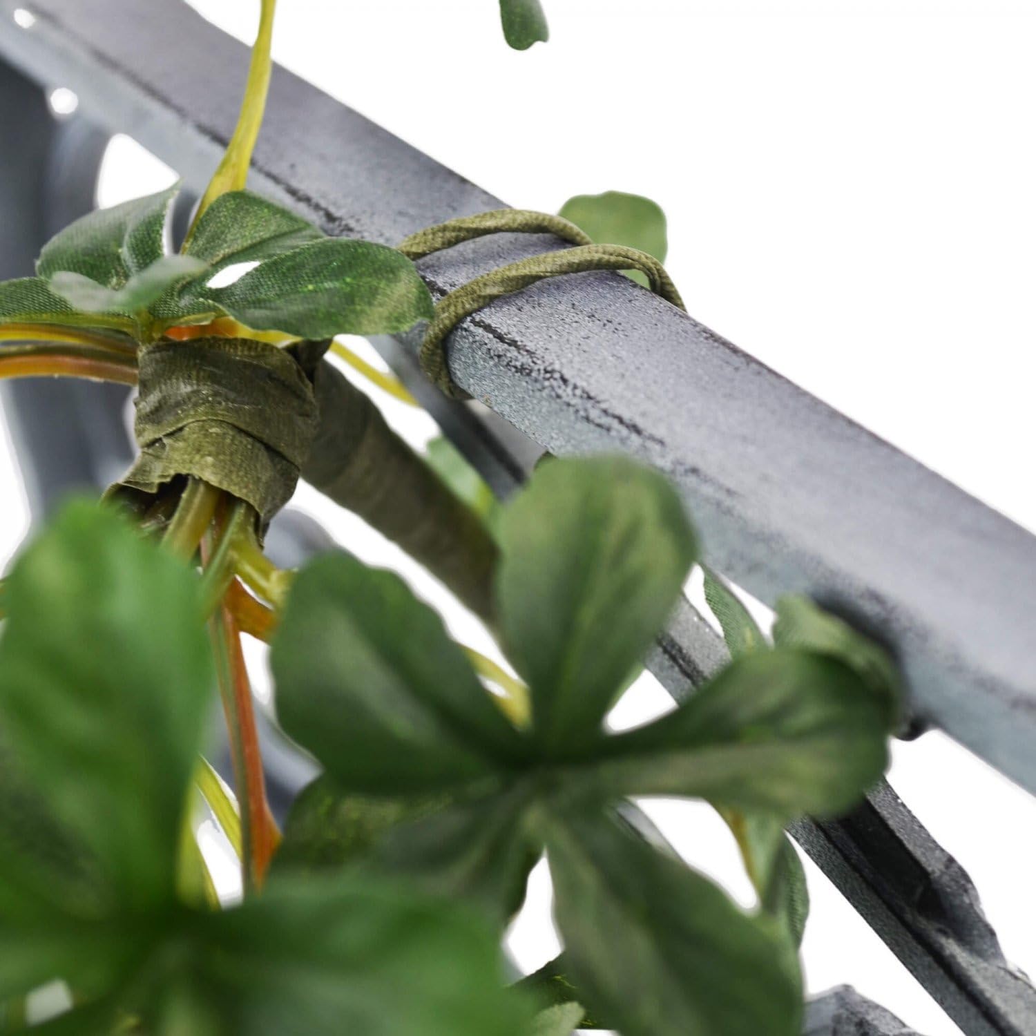 Amazon｜GREENPARK シュガーバイン 取付ワイヤー付き 観葉植物 