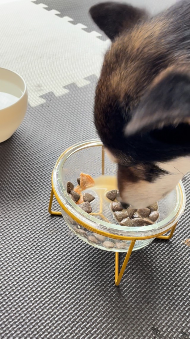 Amazon.co.jp: 【獣医師推奨】ウルフインサイト ドッグフード