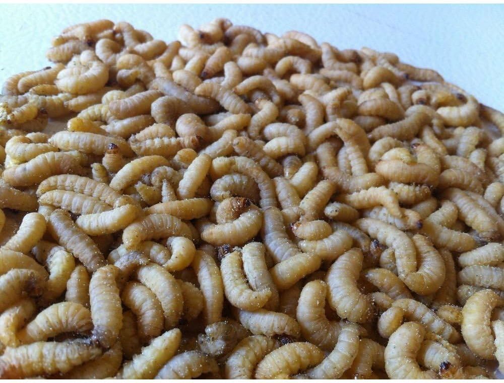 500 Live Wax Worms Bee Moth Live Bait Ice Fishing Reptile Gecko Food waxworms