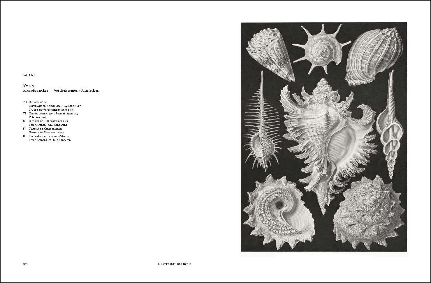 Ernst Haeckel: Kunstformen der Natur - Kunstformen aus dem Meer