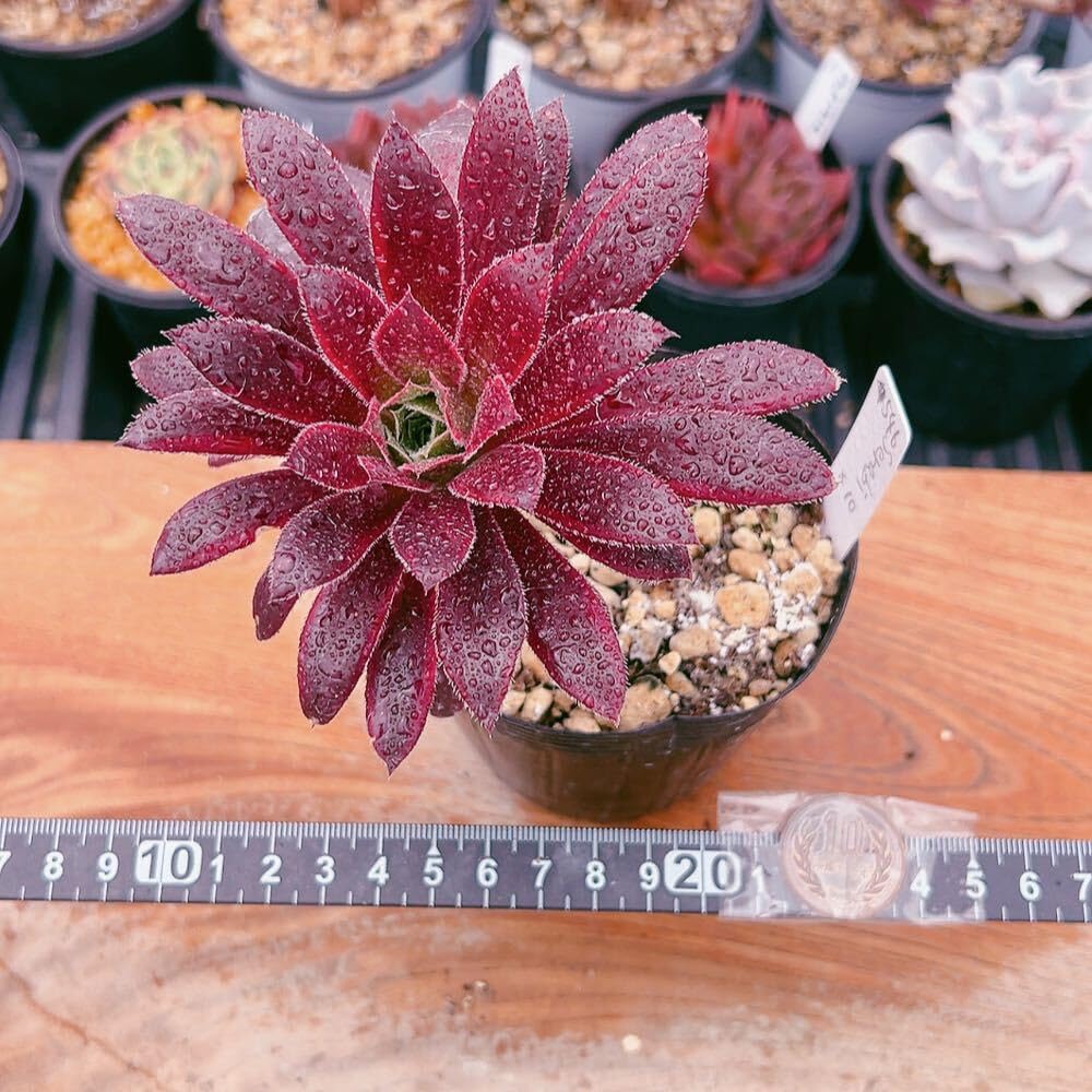 31#多肉植物アエオニウム錦❤️孔雀白錦❤️1大頭15cm拔き苗 Amazon.co.jp: D！！5多肉植物 孔雀白錦 アエオニウム 美苗 農園直売
