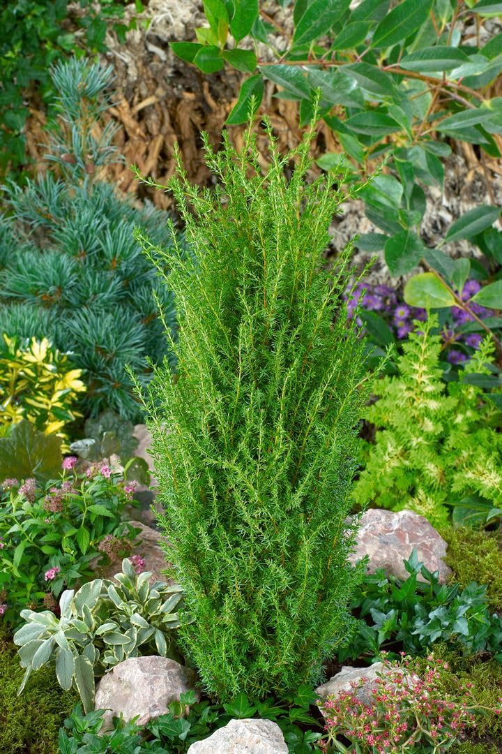 Gemeiner Wacholder Juniperus communis Arnold 60-80 cm winterhart