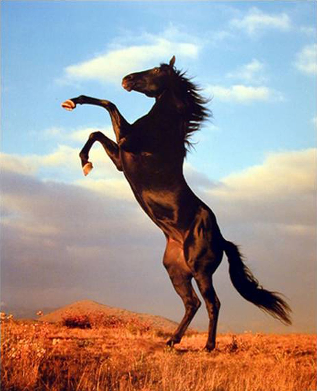 Amazon.com: Wall Decor Art Print Wild Black Stallion Horse Rearing