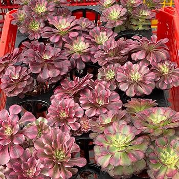 多肉植物　アラン　抜き苗　エケベリア 多肉植物エケベリア【レッドランプ】抜き苗 アエオニウム - メルカリ