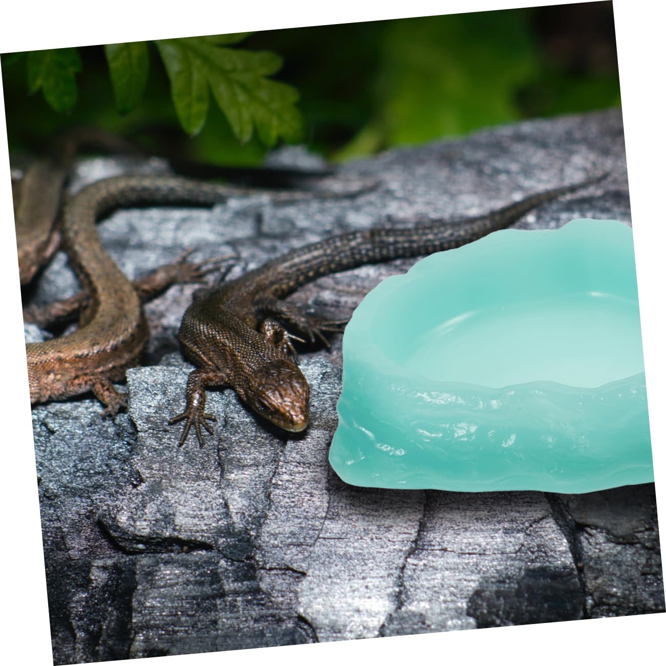 Happyyami 2pezzi Ciotola Luminosa per Rettili di Ciotola per Cibo Notturna in Antiscivolo e Durevole Adatta per Tartarughe Lucertole e Piccoli Animali Domestici
