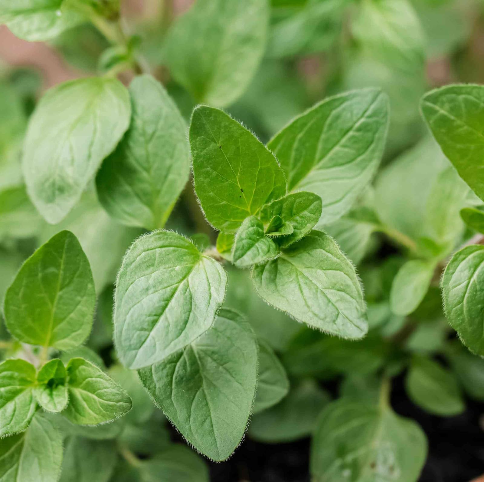 Carbeth Plants 2 x Oregano Herb Plant for Kitchen & Garden — image 1