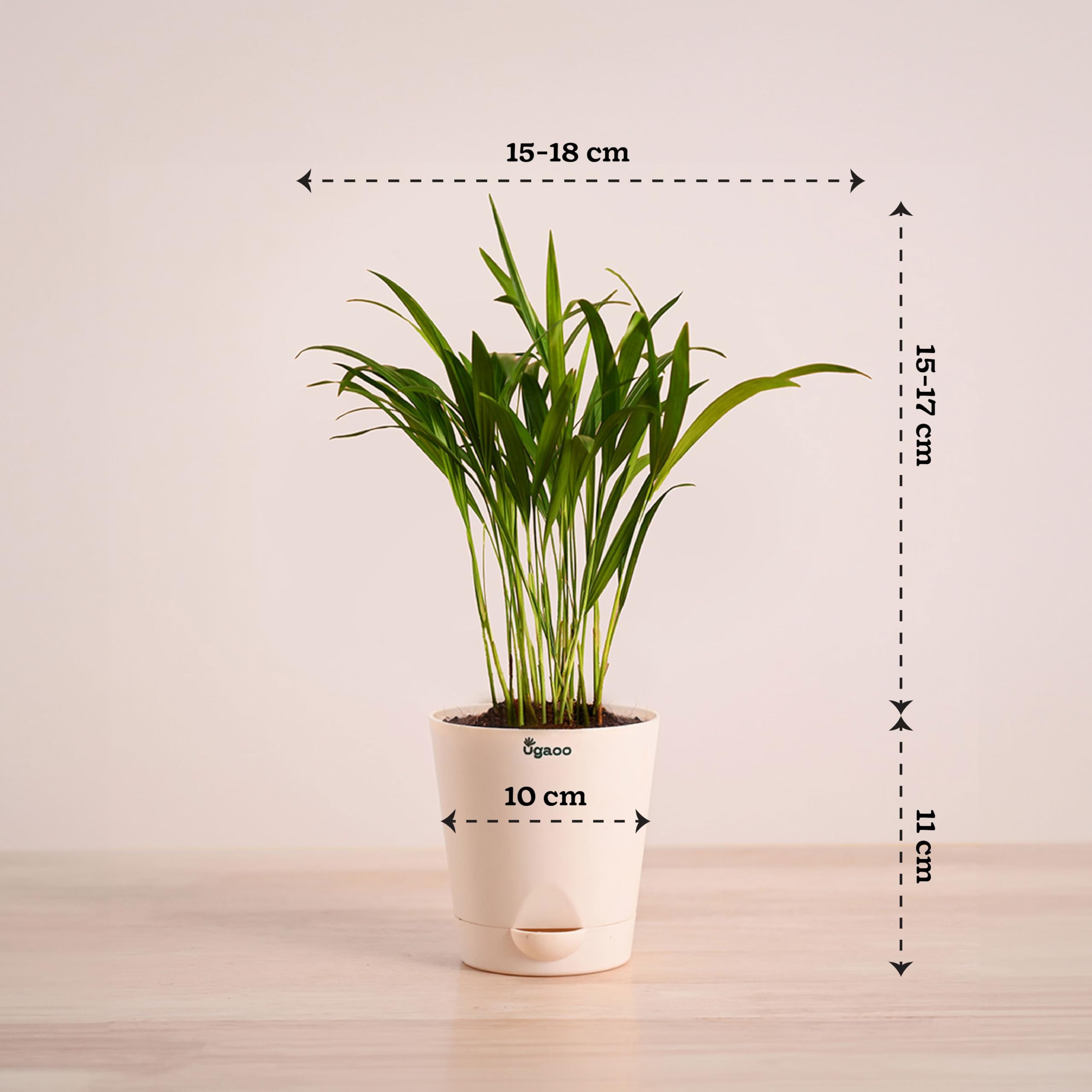 Ugaoo Areca Palm - Live Air Purifying Plant -4 Ugaoo Areca Palm - Live Air Purifying Plant -4
