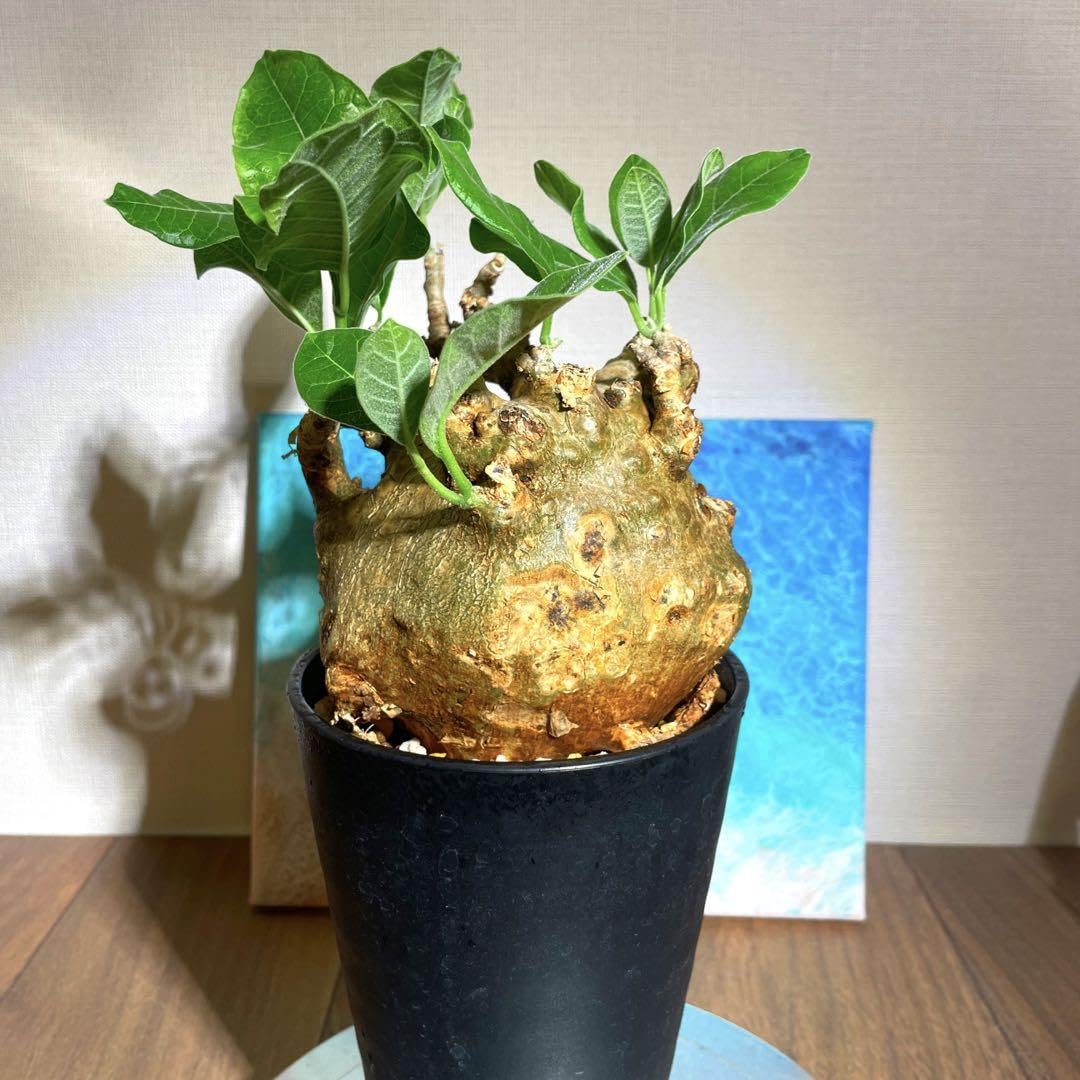 Amazon.co.jp: 特美株 まぁるい塊根 おヘソ 現地球 発根済 フォッケア  