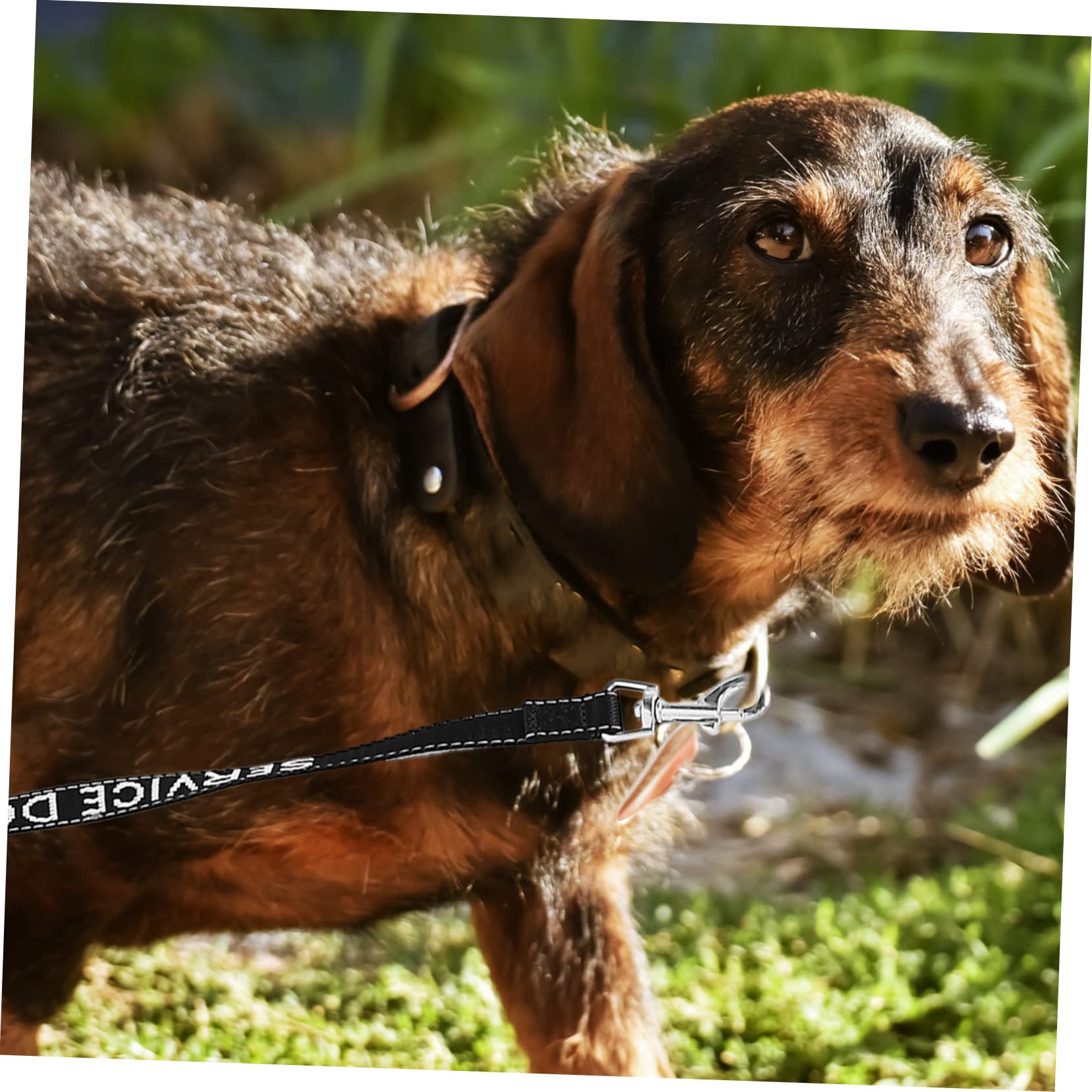 SUPVOX 5 Pz guinzaglio per cani di servizio Guinzaglio per cuccioli Forniture per animali domestici cane guinzaglio portatile per animali domestici accessorio per cani nylon Black