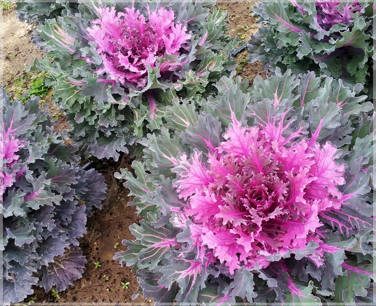 Ornamental Kale Seeds, Purple Color (50 seeds)