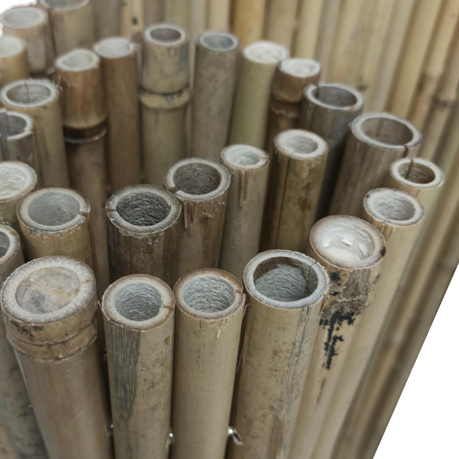BONERVA | Bambú Pro Caña Completa | Cañizo de Bambú Caña Gruesa para cerramientos y decoración de Jardín, balcón y Exteriores | 12 mm - 25 mm diámetro cañas | Varias Medidas (2 x 3 Metros)