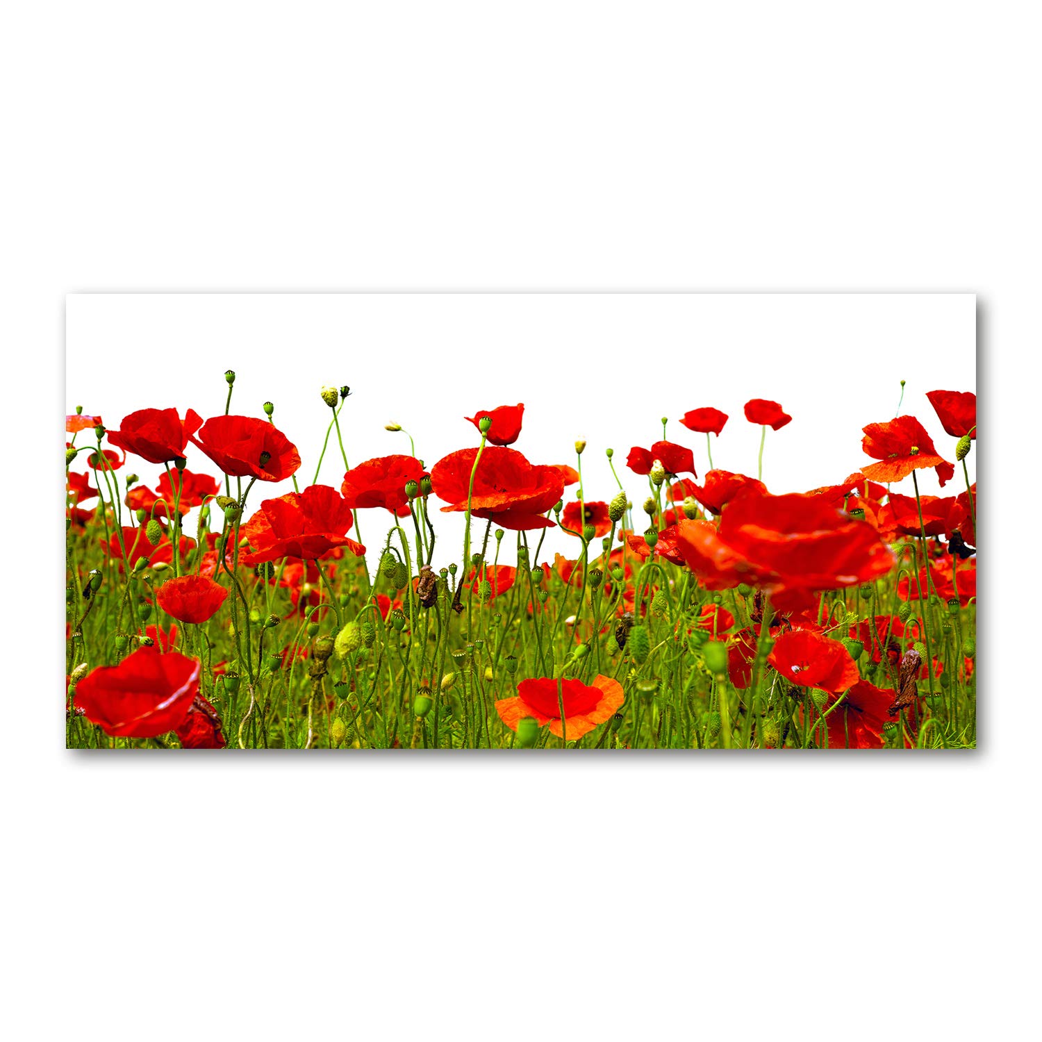 Tableau plexiglas 140x70cm coquelicots rouges deco murale salon Tulip Rojo Amapolas