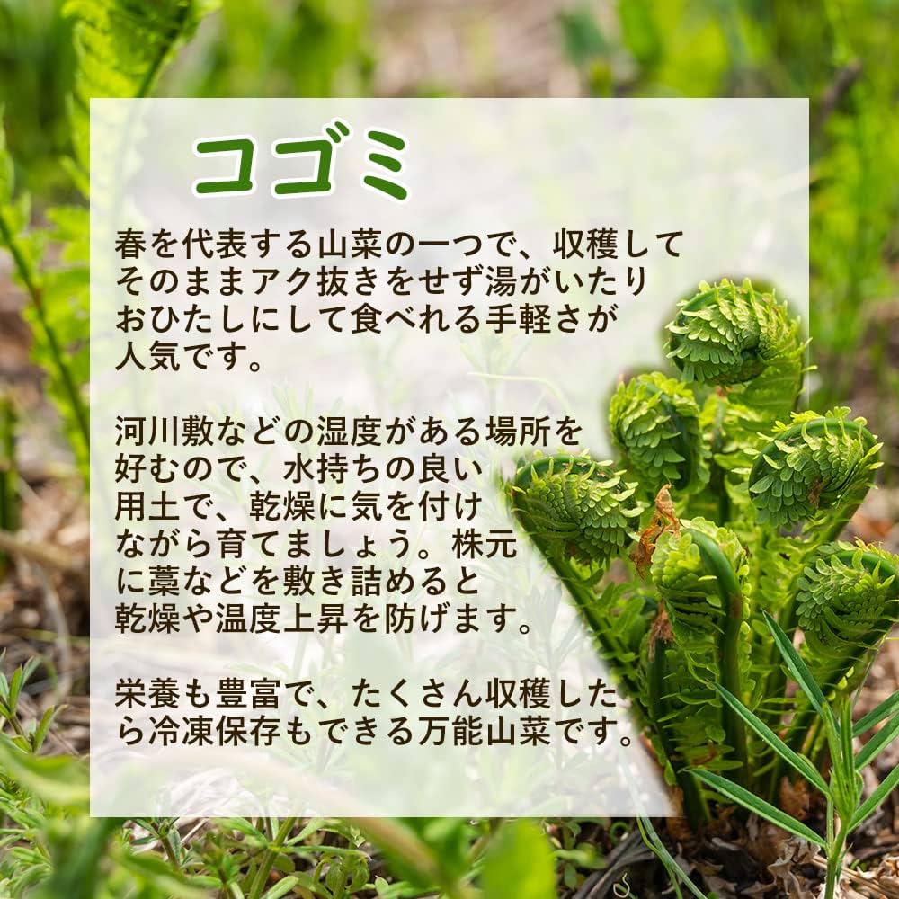 こごみ株 クサソテツ（こごみ）株 小 1株 - 北の山菜Web3号店