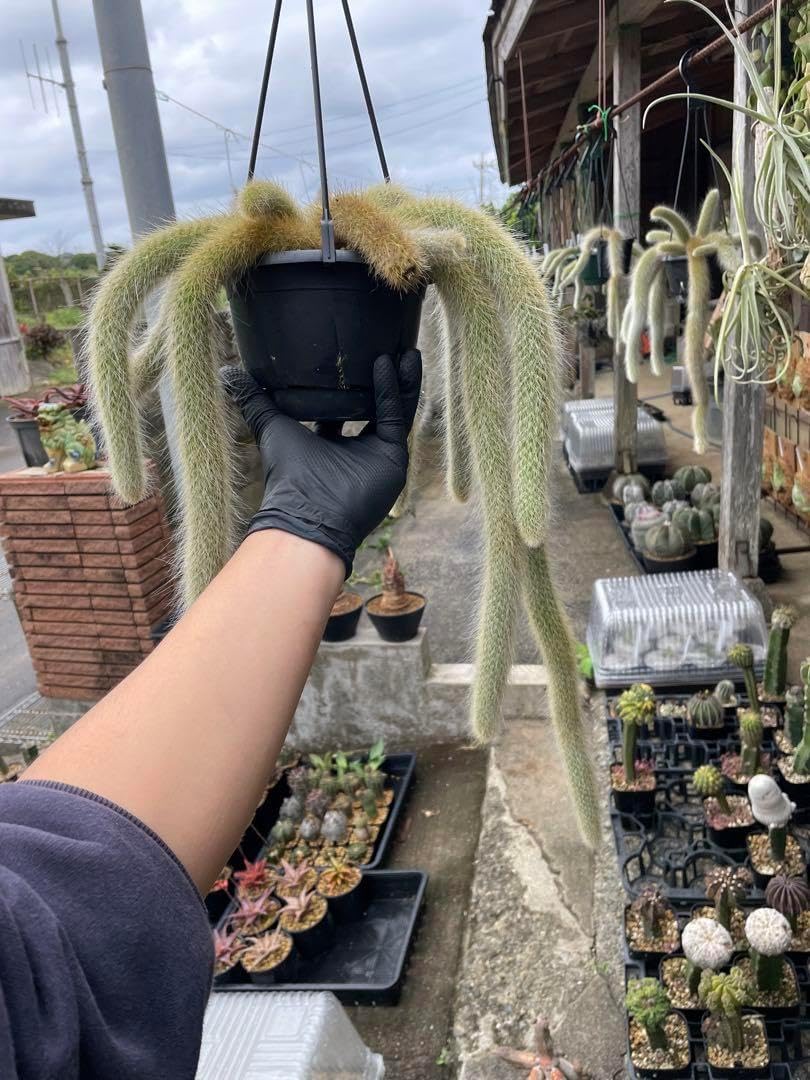 ヒルデウィンテラ カラデモノニス 現品】猫の尻尾 ヒルデウィンテラ