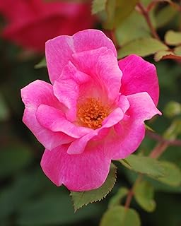 Perennial Farm Marketplace (Pink Knockout Rose) Flowering Shrub, Size-#3 Container, Rosy Colored Blooms