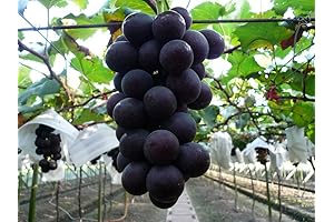 Chiu's Garden Kyoho Grape Cutting for Your Home Vineyard