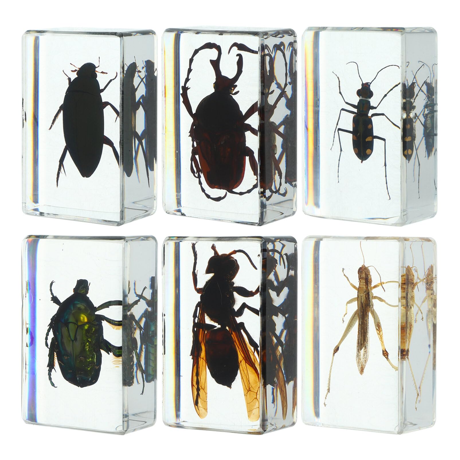 OUNONA 6 Uds. De Insectos Resina Espécimen De Insectos Pisapapeles Suministros De Colección De Insectos Para Niños Exhibición De Curiosidades Científicas De Educación Científica