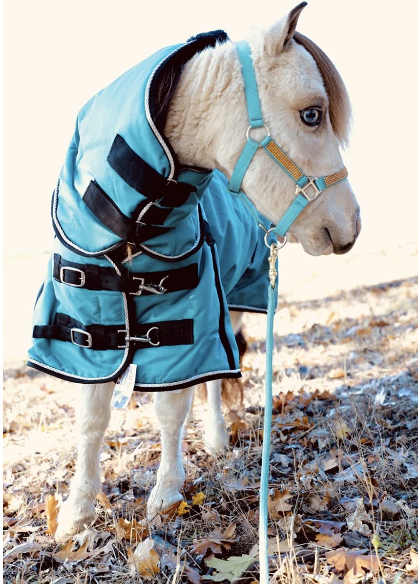 Couverture pour poney au pré protection hivernale Teal 42