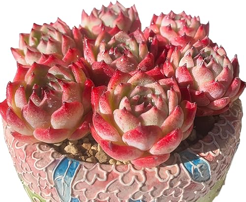 Miniatura 5 de Echeveria cv Momotarou - Plantas suculentas vivas raras, 1 maceta de tamaño de 2.5 pulgadas, planta viva rosa, excluye maceta y tierra, escritorio