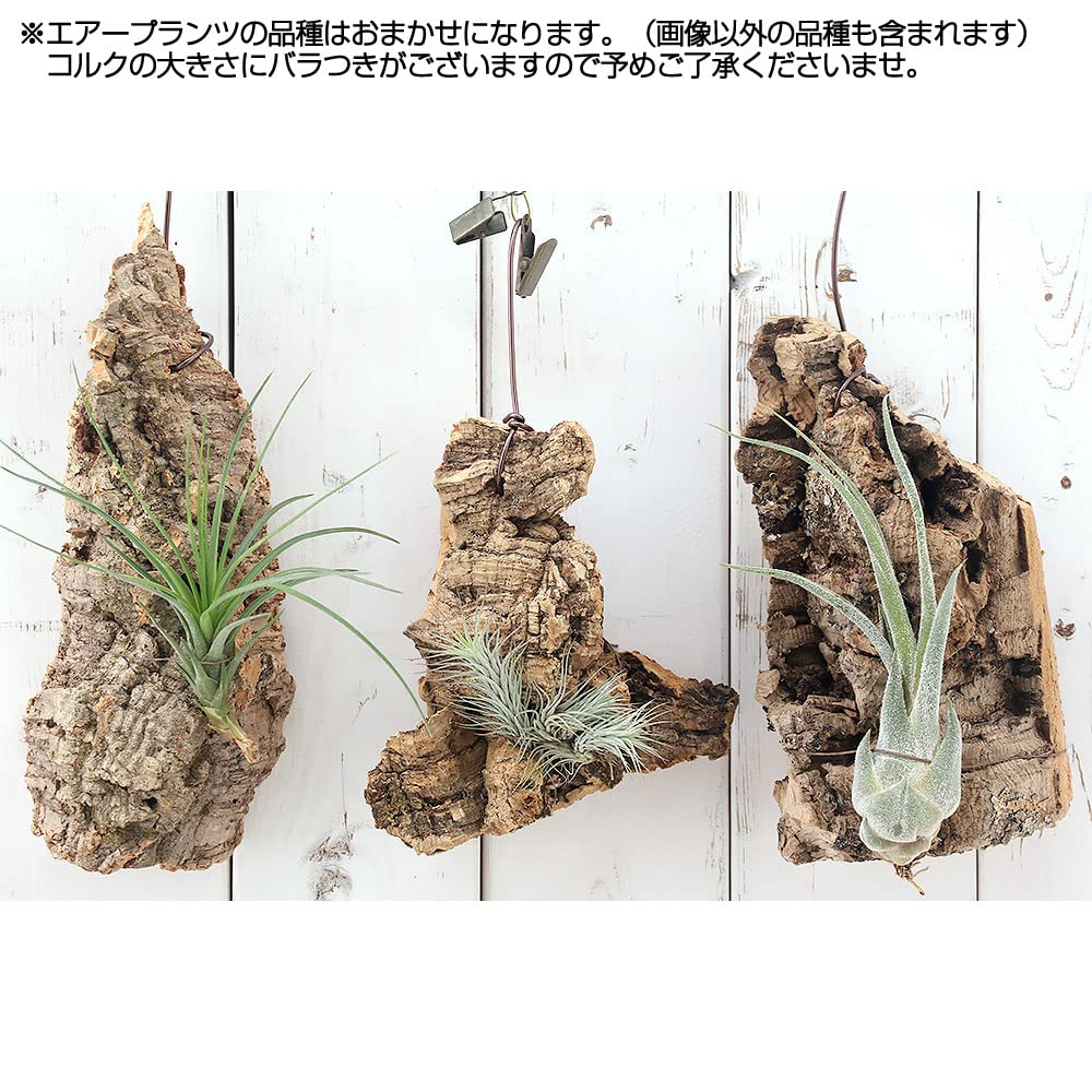 Amazon|(観葉植物)バージンコルクプランツ おまかせエアー Amazon|(観葉植物)バージンコルクプランツ おまかせエアー