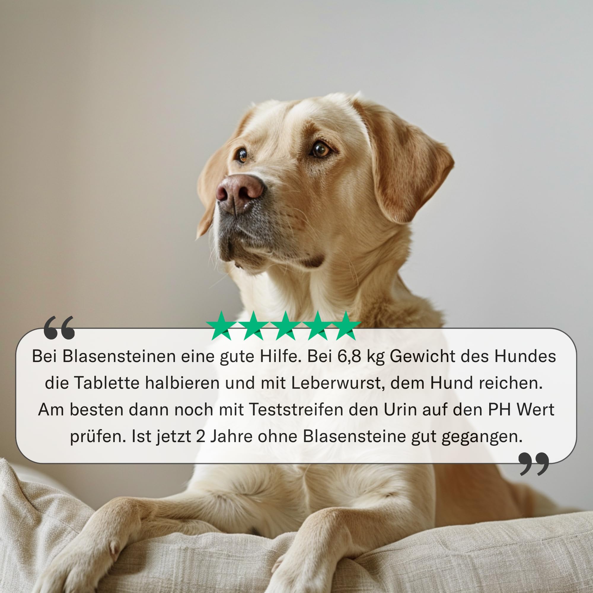 Urologist Aid - Harnwegshilfe für Hunde bei Blasenentzündung, Struvit & Blasengries - pflanzliches Nahrungsergänzungsmittel zur Unterstützung von Blase & Harnwegen - 90 × 1000 mg - Sensipharm