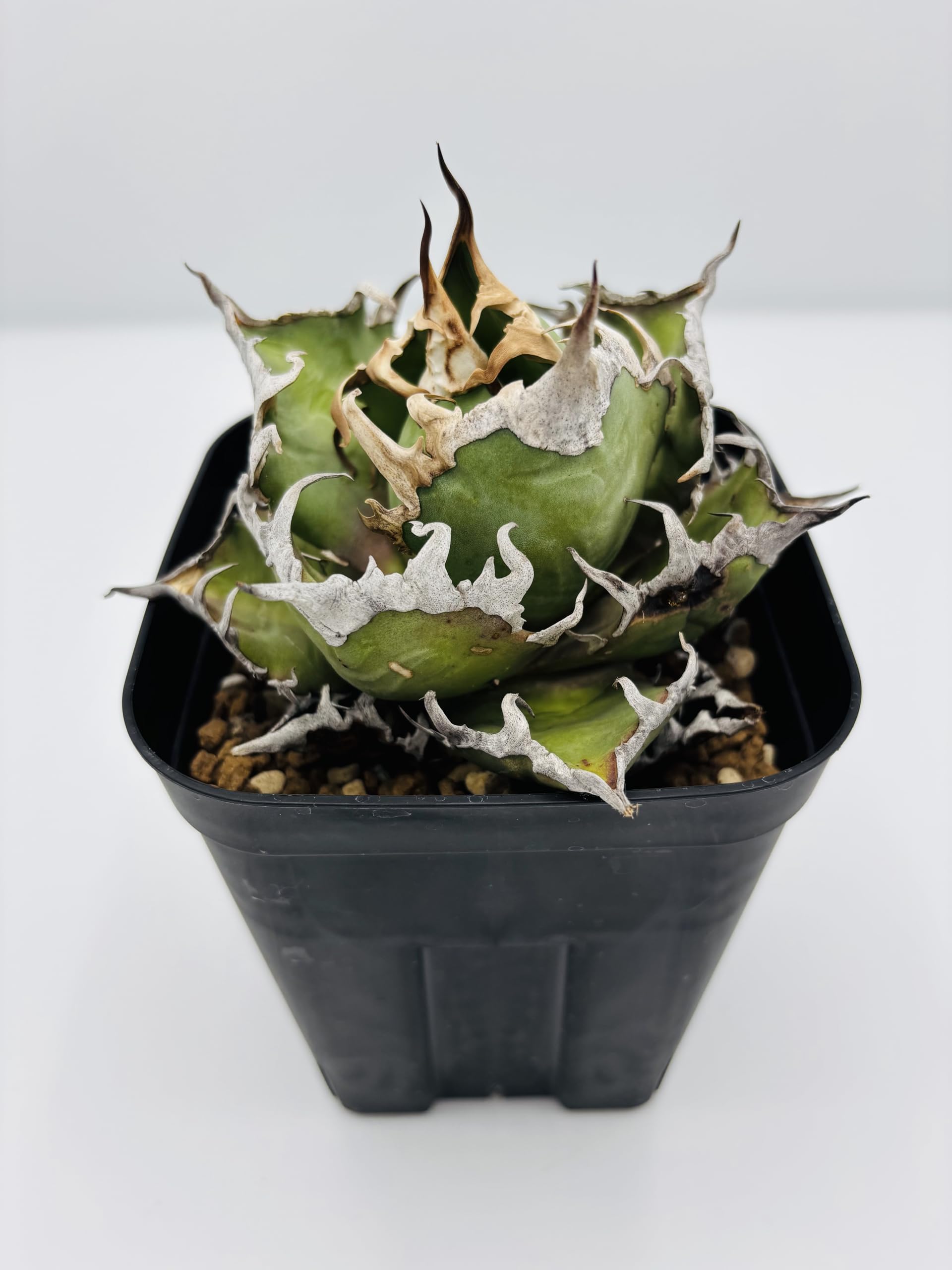 Amazon｜アガベ チタノタ 凱撒(シーザー)/ Agave titanota 'Caesar