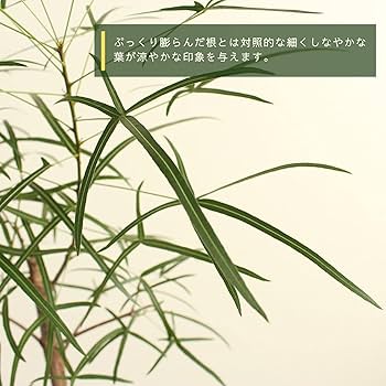 ツリーボトル 栓付き 10本 ツリーボトル 栓付き 10本 ツリーボトル 栓付き 10本