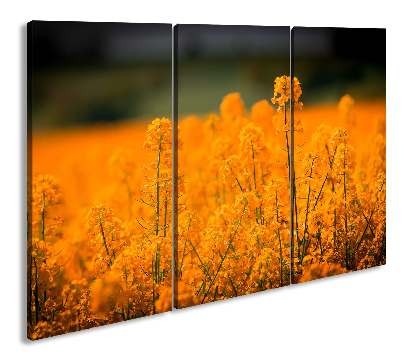 Large Champ de Colza comme Impression sur toile Motif montée sur cadre en bois véritable, Impression numérique de qualité avec cadre, pas poster ou Affiche, Toile, Dreiteilig (120x80)