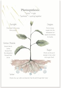 Photosynthesis Classroom Poster - Science Classroom Poster - 12 x 18 Inch - Classroom Decor - Classroom Must Haves - Back To School Decor - CPS0360