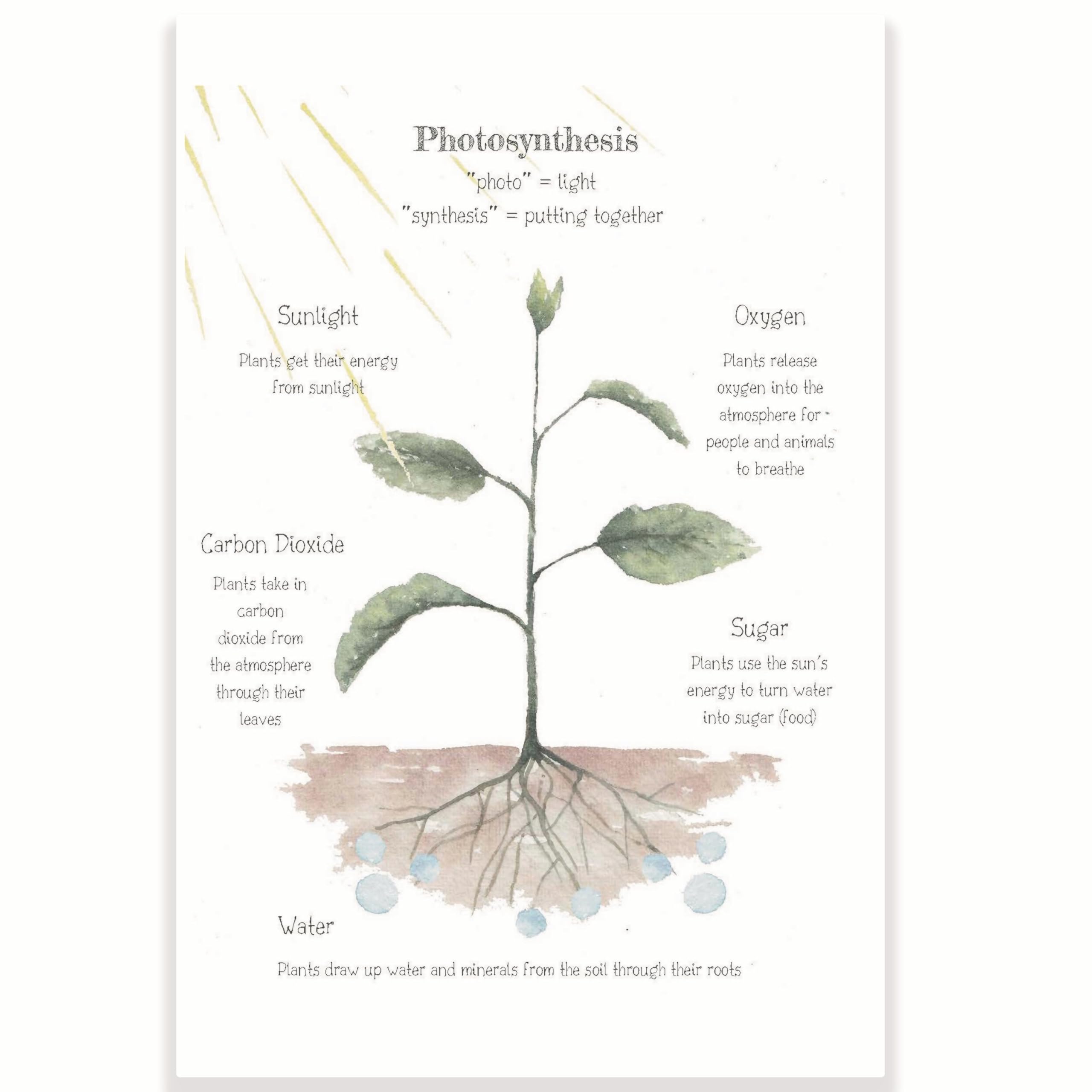 Amazon.com: Photosynthesis Classroom Poster - Science Classroom