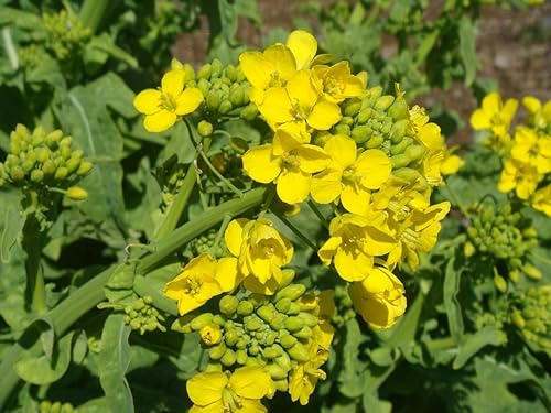 Miniatura 3 de Semillas de Mostaza Blanca No GMO Heirloom 500 Semillas