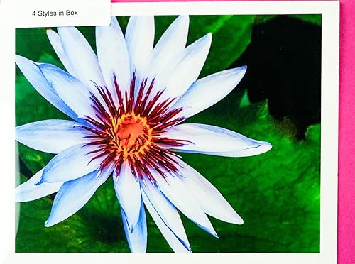 Miniatura 91 de Blooming Flowers – Orquídea Phalaenopsis – Tarjetas fotográficas de alta gama, pesadas y suaves, 8 con 10 sobres de colores, juego en caja